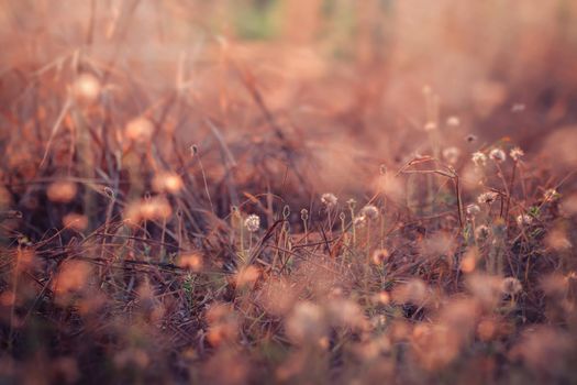 Meadow flowers, beautiful fresh morning in soft warm light. Vintage autumn landscape blurry natural background.