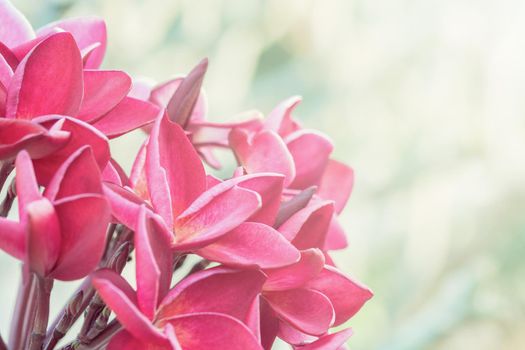 Red plumeria tropical flowers