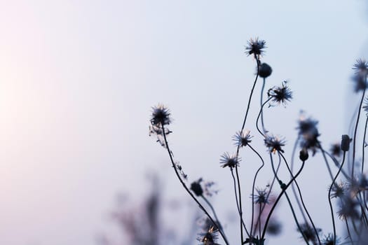 Meadow flowers, beautiful fresh morning in soft warm light. Vintage autumn landscape blurry natural background.