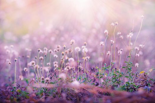 Meadow flowers, beautiful fresh morning in soft warm light. Vintage autumn landscape blurry natural background.