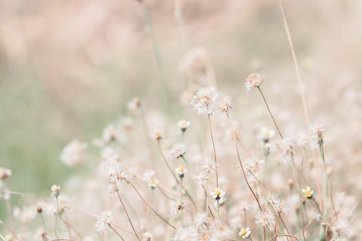 meadow flowers in soft warm light. Vintage autumn landscape blurry natural background.