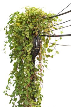 Plants ivy. Vines on poles on white background, Clipping path