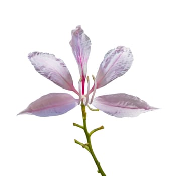 pink flowers isolated on white background. Clipping path
