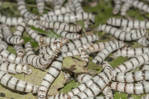 Silkworm eating mulberry green leaf