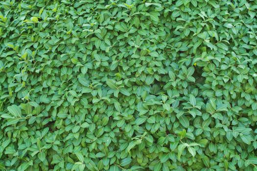 leaves tree on wall background