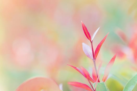 Red leaf nature with copy space using as background for design