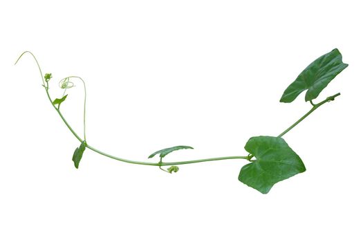 vine plants isolated on white background. clipping path