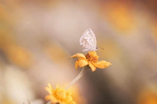 butterfly fly in nature.