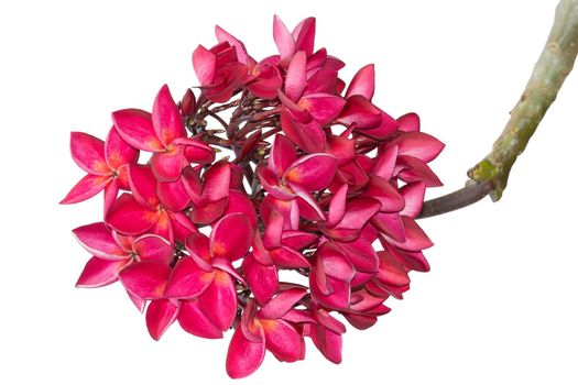 Red plumeria tropical flowers isolated on white. Clipping path