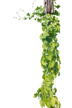 vine plants isolated on white background. clipping path