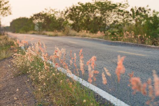 Meadow flowers, beautiful fresh morning in soft warm light. Vintage autumn landscape blurry natural background.