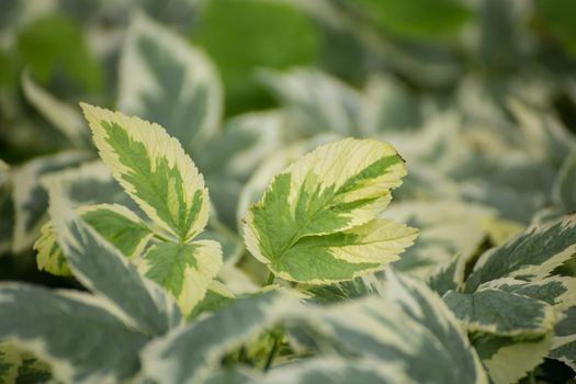 A background of solid green leaves with yellow edges. Abstraction from greening plants. Backdrop, backing, texture for postcards, screensavers, titles, inscriptions or desktop wallpaper.