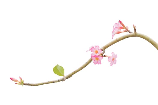 Branch Pink Frangipani isolated on White background.  Clipping path