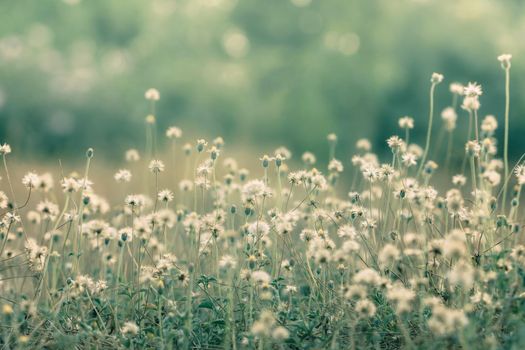 Meadow flowers, beautiful fresh morning in soft warm light. Vintage autumn landscape blurry natural background.