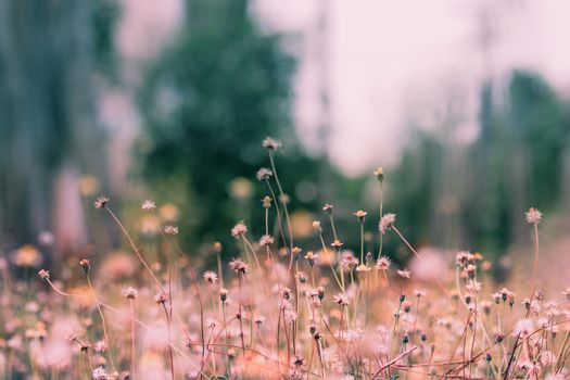 Meadow flowers, beautiful fresh morning in soft warm light. Vintage autumn landscape blurry natural background.