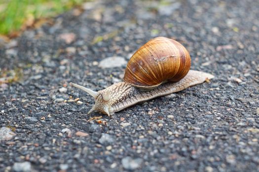 Big snail crawling on the asphalt close up, macro photo