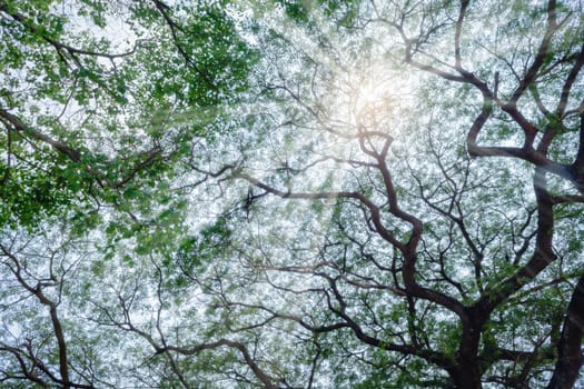 Green leaves branch white sun ray summer