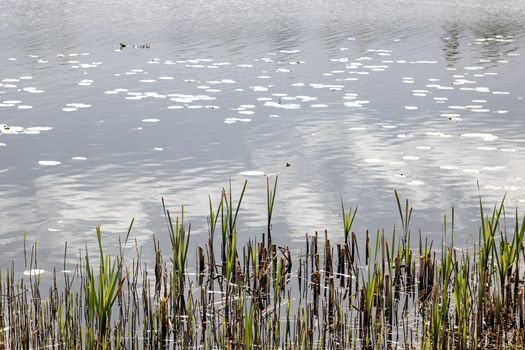Green reed branches on the surface of the water with ripples, copy space