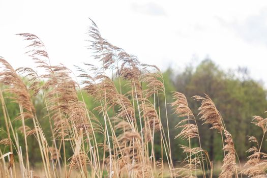 Branches of dry reeds close up against the background of the forest