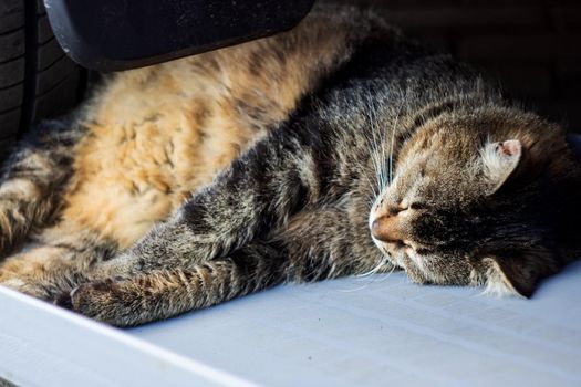 Gray tabby cat sleeping under the wheel of a car close up