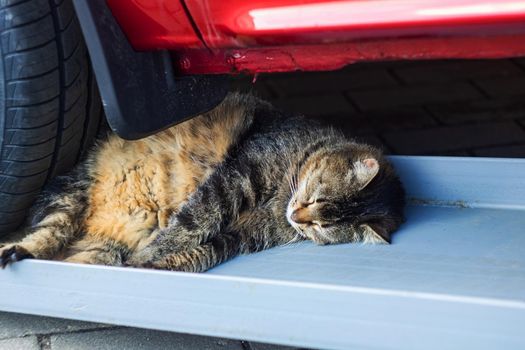Gray tabby cat sleeping under the wheel of a car close up