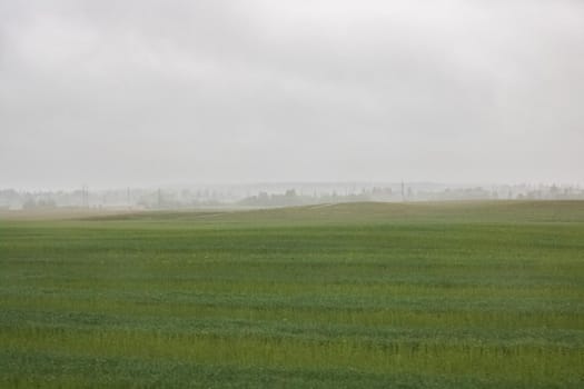 Autumn field landscape in the fog under cloudy sky, soft focus