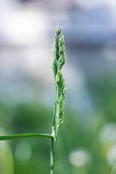 Young green blade of grass close up, macro photo