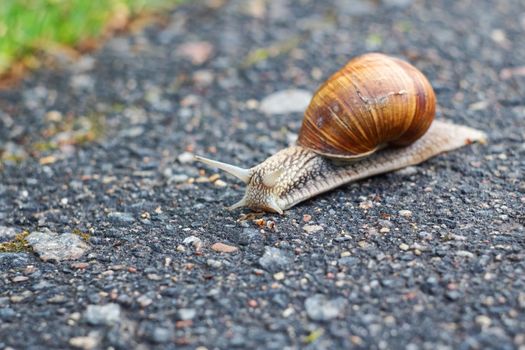 Big snail crawling on the asphalt close up, macro photo