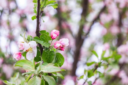 Pink flowers of apple tree on a branch close up