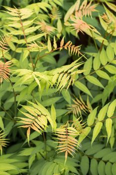 Beautiful background from green-red leaves. Abstraction from greening plants. Backdrop, substrate, texture for postcards, presentations, screensavers, captions, inscriptions or desktop wallpaper.