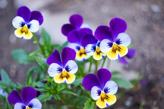 Small purple garden flowers close up, macro photo, copy space