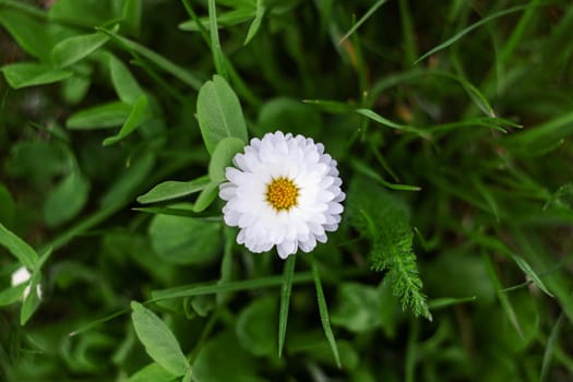 White daisy flower on greenery background close up, top view