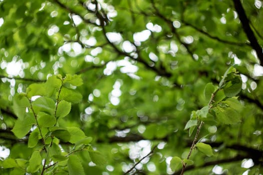 Twigs of a tree with green leaves against a blue sky, background