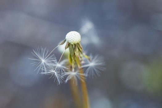 White Dandelion with Seeds close up, macro photo, copy space