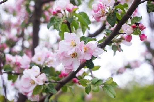 Pink flowers of apple tree on a branch close up