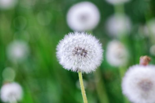 White fluffy dandelion flower on the background of green close up