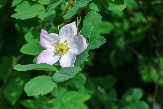 White flower of dog-rose close up on a background of green leaves