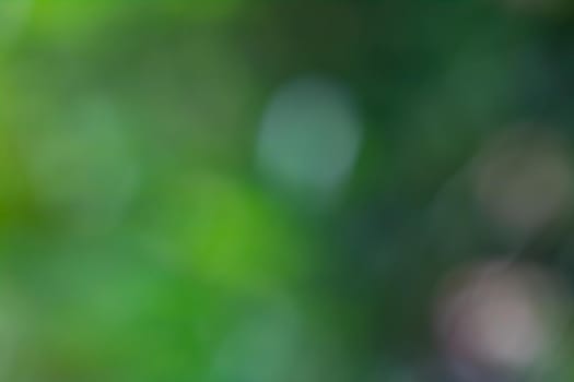 Summer bright green blurred background, green leaves in bokeh, abstraction