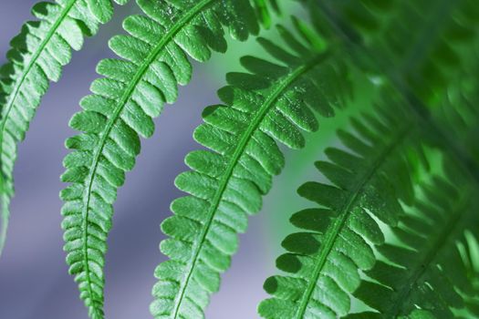 Green leaf of fern close up, macro photo, copy space