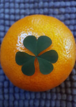 Green clover leaf on a ripe tangerine on the table close-up.