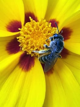 A wild bee collects pollen on a yellow coreopsis flower close-up. A bee on a flower.