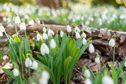 White snowdrops in the early spring in the forest. Beautiful footage of galanthus commonly known as snowdrop.