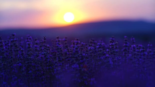 Lavender field at sunset. Blooming purple fragrant lavender flowers against the backdrop of a sunset sky.