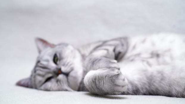 Scottish straight cat lies on his back. Cat upside down. Close up white cat face