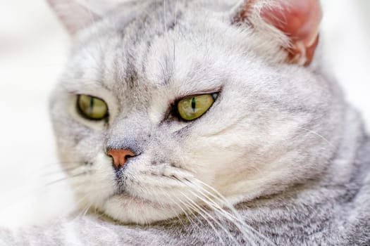 Close-up of a cat's muzzle. Scottish cat with green eyes