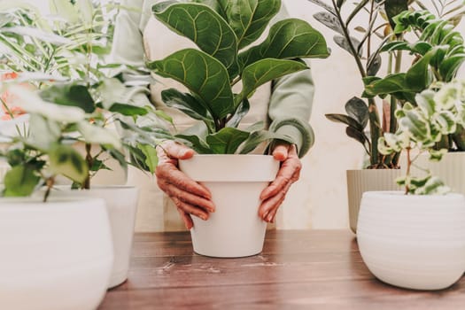 Home gardening, ficus lyrata hobby, freelancing, cozy workplace. Grandmother gardener housewife in an apron holds a pot of ficus lyrata in her hands.