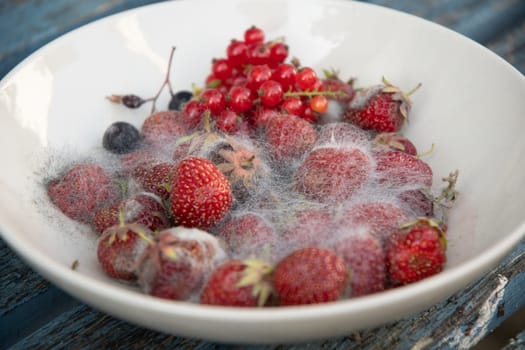 various threads of mold in a plate with berries, strawberries, currants and raspberries, violation of food storage. High quality photo