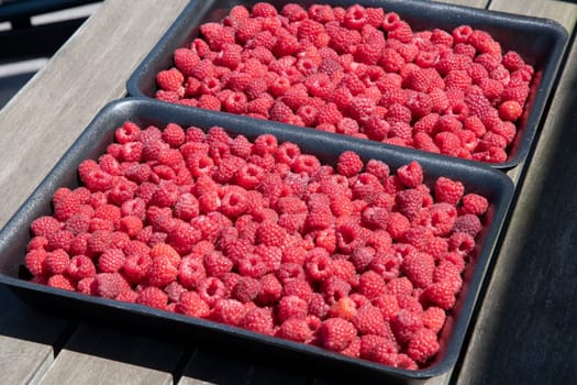fresh pink raspberries in containers, big summer harvest of berries, fruits, vitamins, vegetarian concept, High quality photo