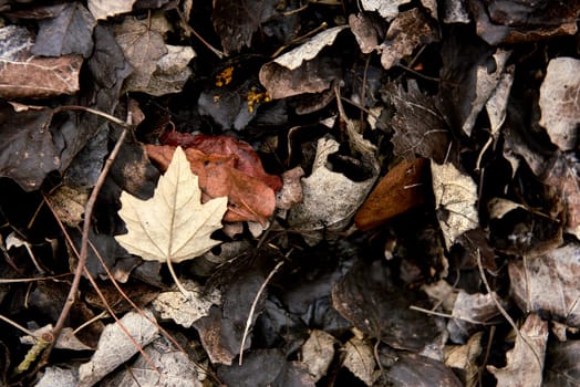 Clump of dry autumn leaves on the ground. Chaos, empty space, no one, dry leaves