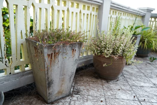 Unmaintained concrete pots with plants on the outdoor terrace.